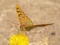 Argynnis pandora